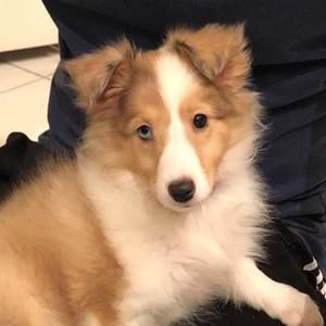 Meet your Posher, Maggie